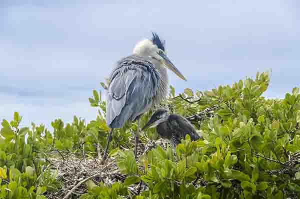 Garza Azul - isla Isabela - islas Galápagos - Ecuador 1.jpg